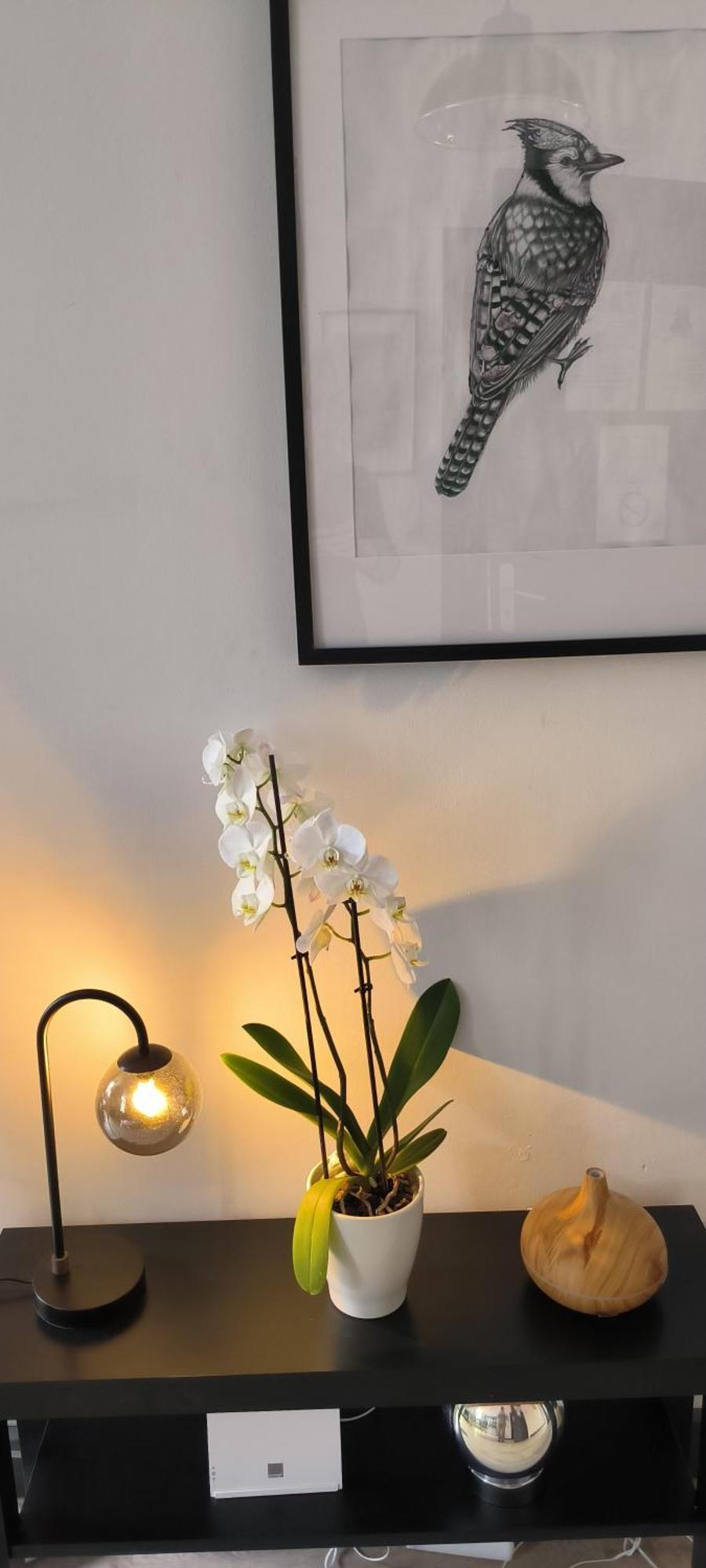 Appartement Sous Les Remparts Carcassonne Ngoại thất bức ảnh